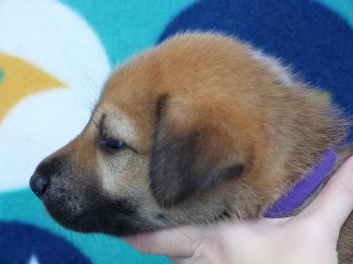 chinook puppy